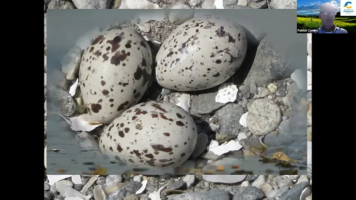 IDing Connecticut's shorebirds, with Executive Dir...