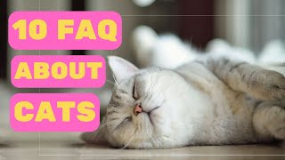 10 Weird Questions And Answers About Cats, Part 1 by Pet in the Net 109 views 6 months ago 4 minutes, 38 seconds