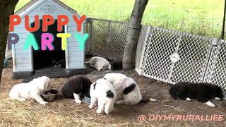 Bella & Puppies Playing NEW Hay!! Dogs love it! 8-week-old puppies #Shorts #shortsvideo #shortsviral by DIY MY RURAL LIFE! 710 views 6 months ago 3 minutes, 44 seconds
