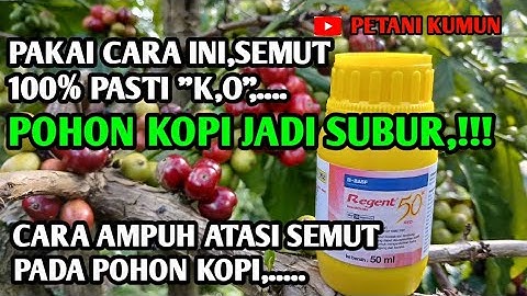 CARA BASMI SEMUT PALING AMPUH