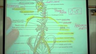 ANATOMY; CIRCULATORY SYSTEM; PART 2 by Professor Fink