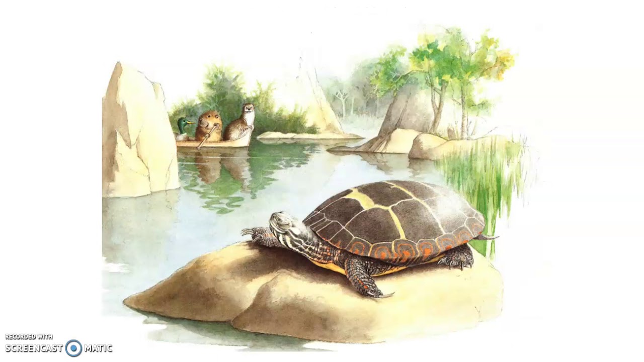 Digitaal prentenboek - Kleine bever en de echo - YouTube