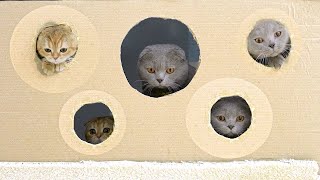 Reducing Hole For Cats | Can They Pass Through The Smallest Hole?