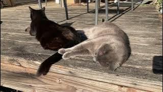 Sweet brothers, Zorro and Jack.