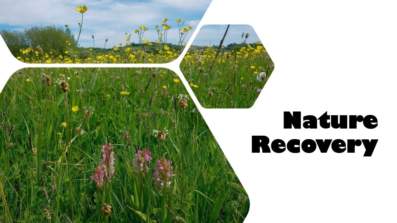 Nature Recovery