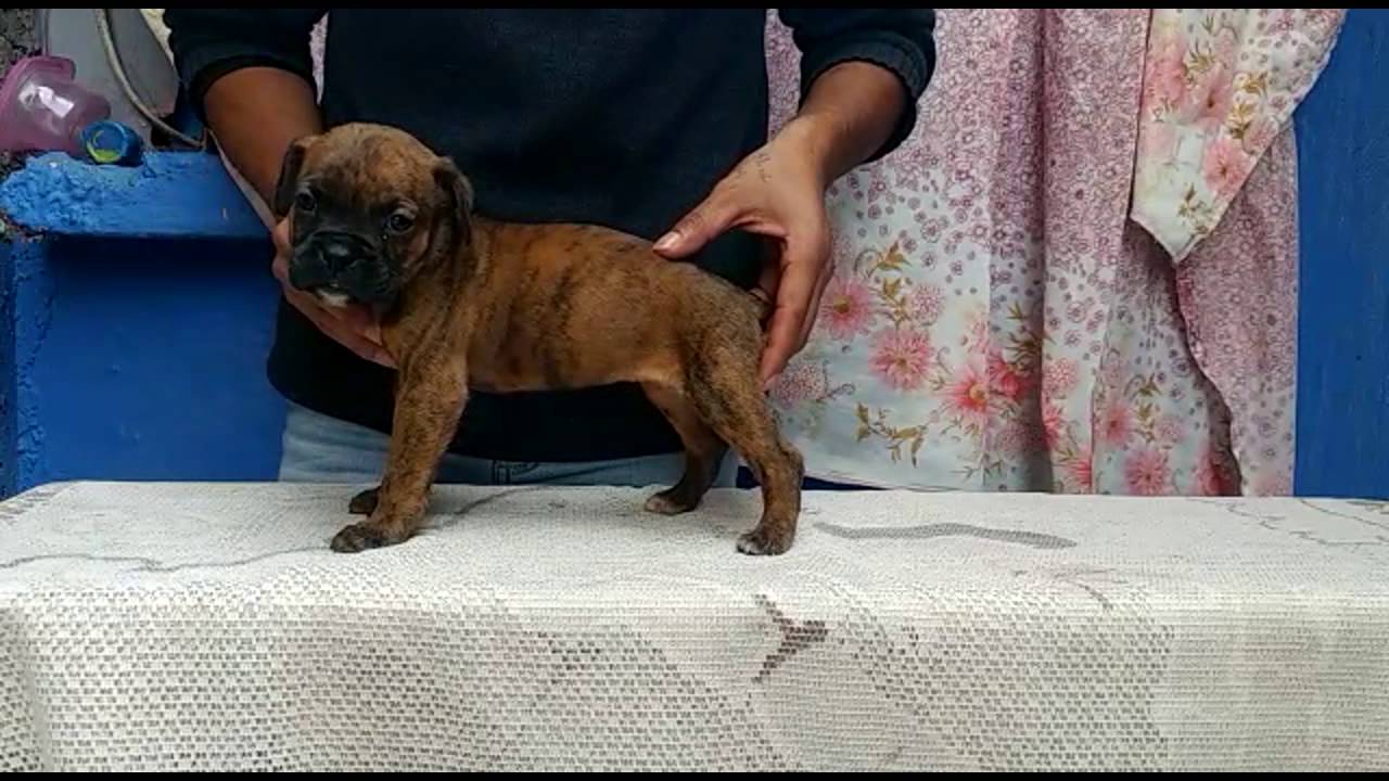 Boxer. Perros hembras 3 registrados. Cachorros garantizados. 01(55)84885050 compromiso