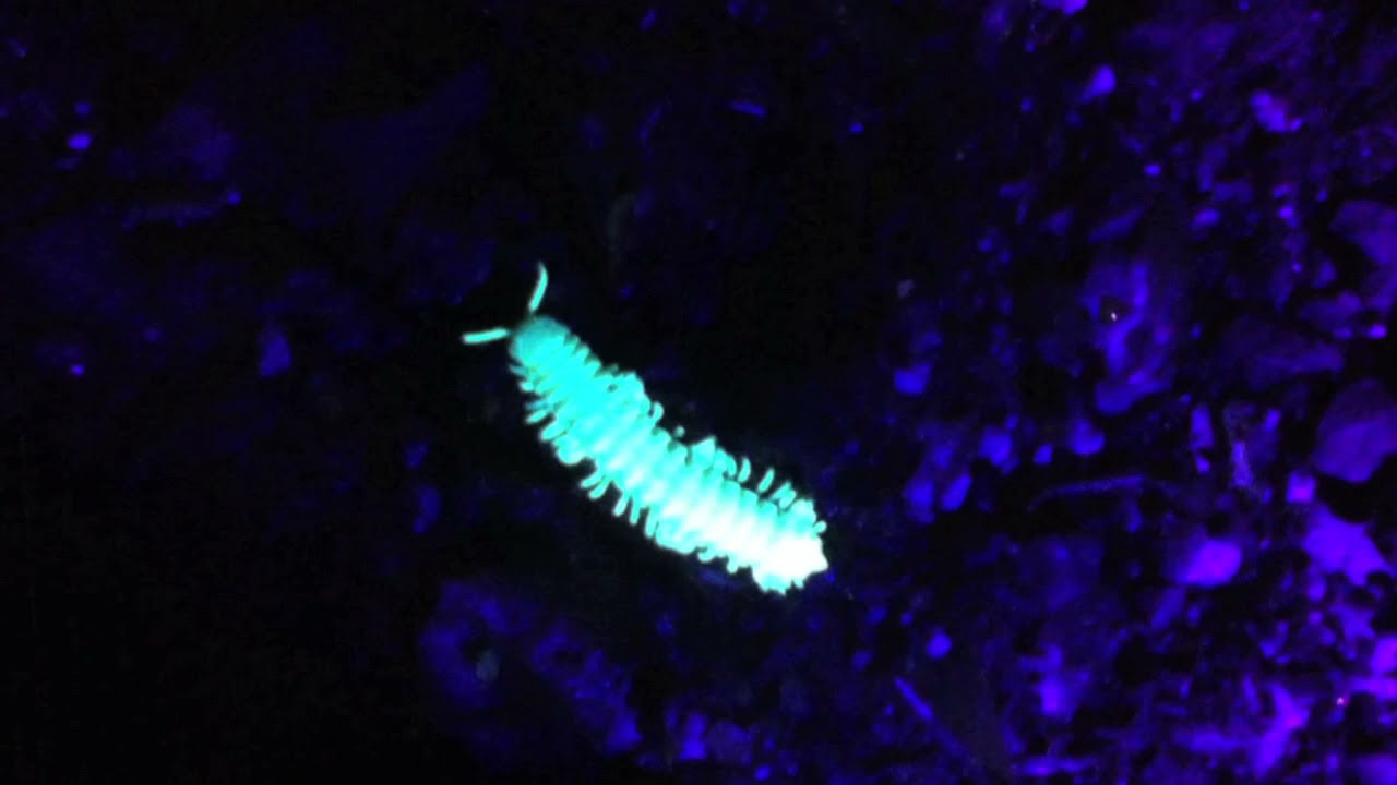 Ultraviolet Photography