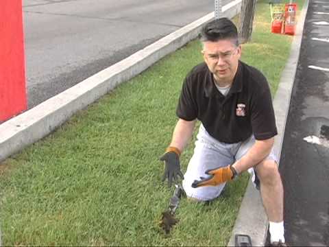 Video: Lawn Diseases And Pests