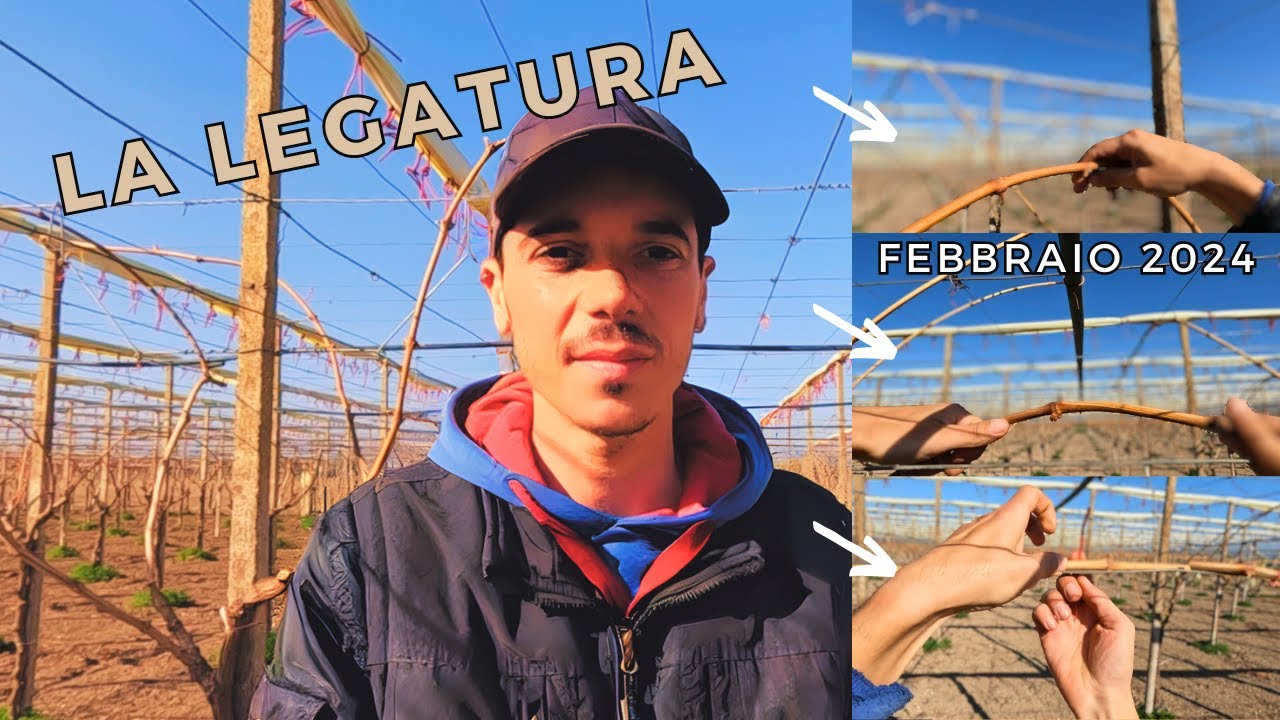 La LEGATURA dei CAPI a FRUTTO del vigneto 🍇