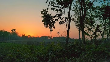 Bird Songs - 8 HOURS of Birds Singing in the Forest - Nature Relaxation Video in Ultra HD