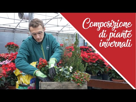 Video: Fiori Utili Per La Casa (52 Foto): Quali Piante Da Interno Devono Esserci In Ogni Casa? I Migliori Fiori Per Il Vivaio