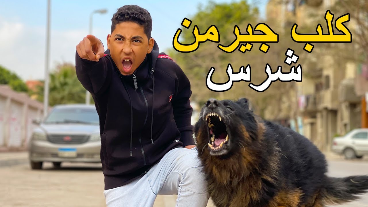 ولد يدافع عن صديقه العاجز بكلبه الجيرمن .. فماذا فعل ؟