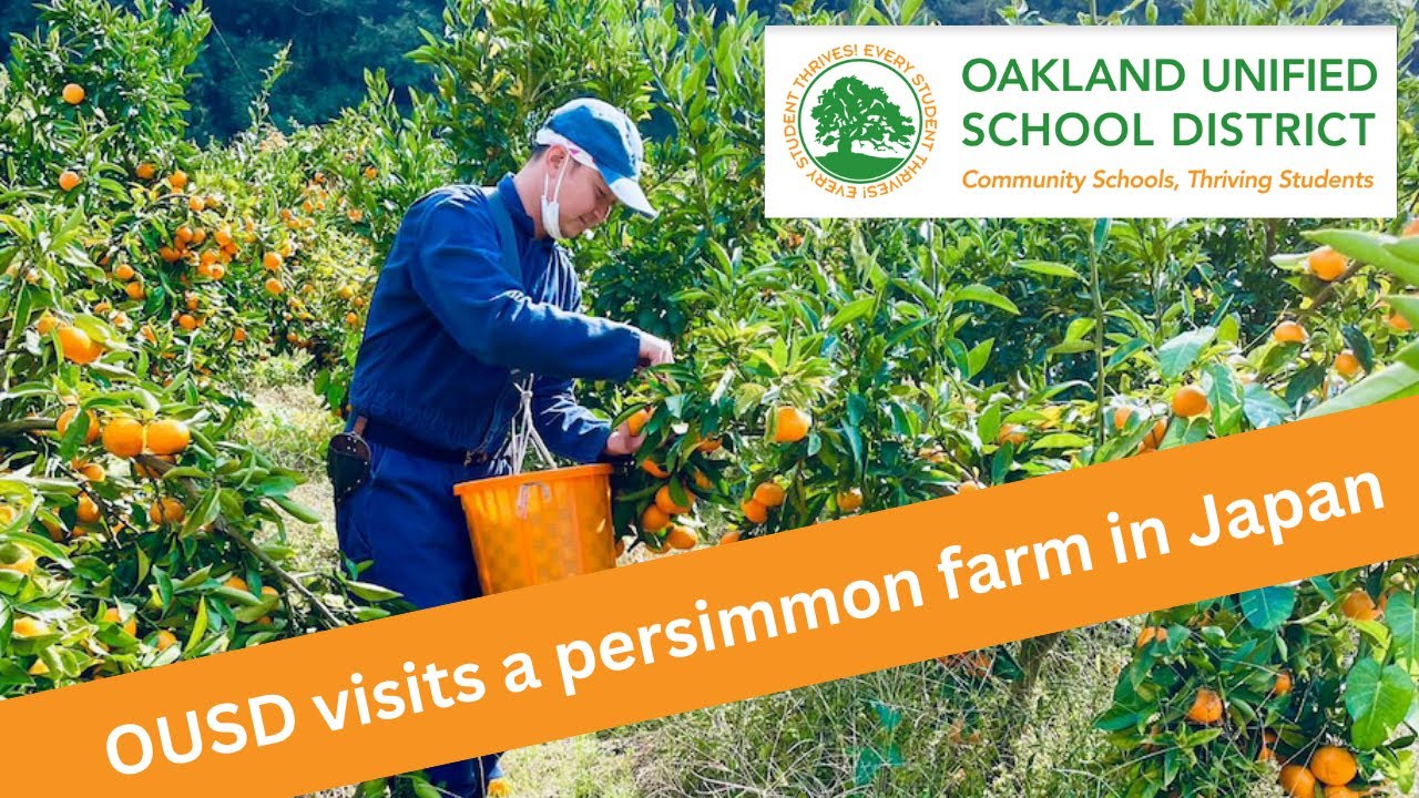 Breathtaking Visit to a Japanese Persimmon Farm