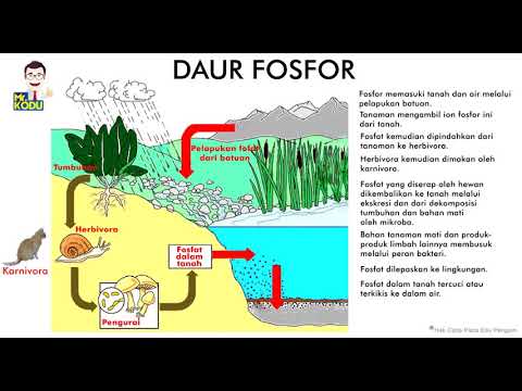 gambar daur fosfor dan penjelasannya - Jan Tucker