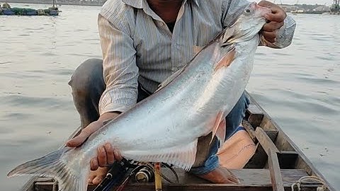 Câu cá Tra Sông - câu cá gần Bè - Lên Hugo sông Tiền- cần 2m4 lút đọt - mô-pin rít dữ dội - Video 94