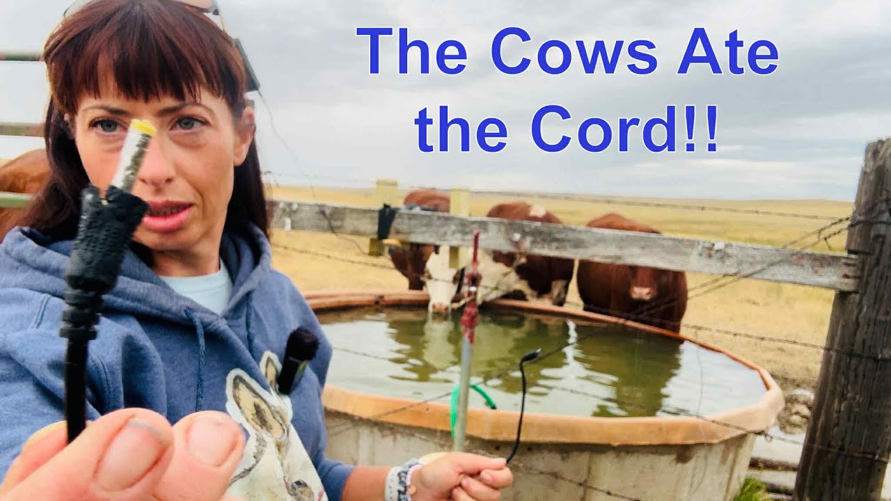 A Look at the Herd & Barn Owl Tech Camera Fix