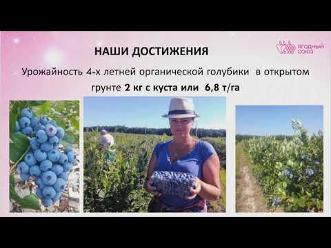 Применение современных технологий автоматизации фертигационных систем для ягодных насаждений