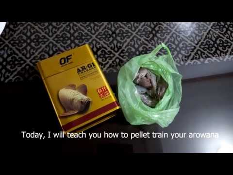 How to pellet train an Arowana