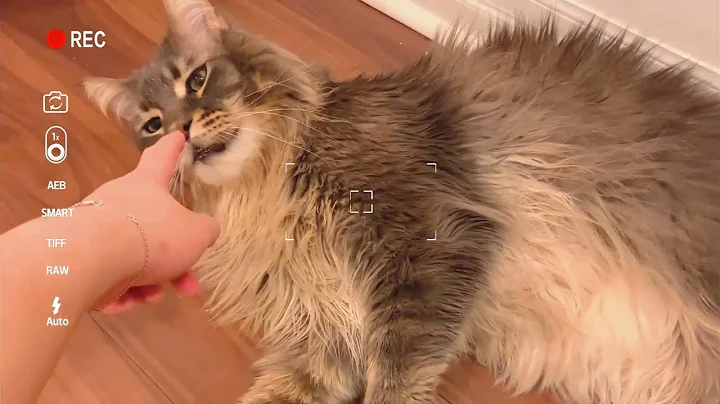 Watch the video about Watch this sweet Maine Coon cat boy belly up for his owner! What a gentle giant!
