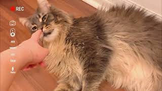 Watch this sweet Maine Coon cat boy belly up for his owner! What a gentle giant! by Born 2b Fluffy 419 views 3 months ago 1 minute, 3 seconds