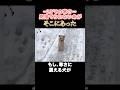 -25℃の寒さ…見捨てられない命がそこにあった