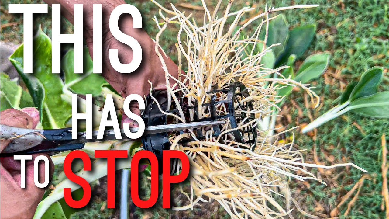 How I Remove Death Plugs from Big Box Store Houseplants! Lets repot