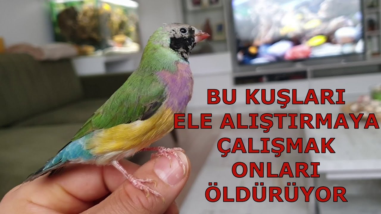 Ele Alıştırmak İçin Muhabbet Veya Papağan Alın | Gökkuşağı İspinozu