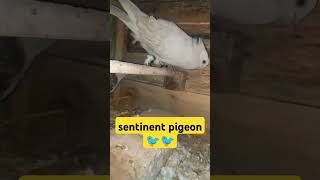 Httpsyoutubecomshortsydcfchquwlcsimbrnhtwas250fb3y Sentinent Pigeon hulktv35