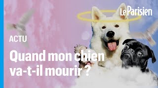 Quelles races de chiens vivent le plus longtemps ?