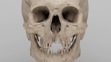 Skull 3D Scan. Photogrammetry. Agisoft Photoscan
