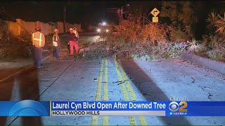 Laurel Canyon Reopens In Hollywood Hills After Tree Brings Down Power Lines