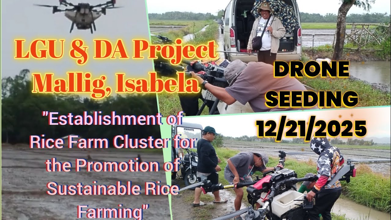 DRONE DIRECT SEEDING| HYBRID 20 kilos Rate per hectare| Highly Efficient and Accurate