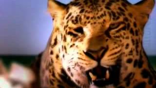 Fierce holiday  leopard, crocodile and jet ski
