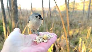 Hand-feeding Birds in Slow Mo - Tufted Titmice 