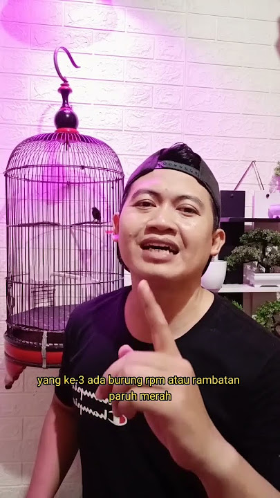 5 MASTERAN BURUNG KECIL YANG POPULER