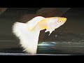 GUPPY FULL PLATINUM ALBINO / ГУППИ ПЛАТИНА АЛЬБИНОС