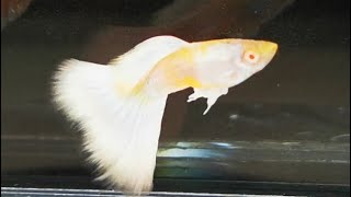 GUPPY FULL PLATINUM ALBINO / ГУППИ ПЛАТИНА АЛЬБИНОС