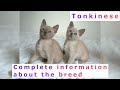 Tonkinese. Pros and Cons, Price, How to choose, Facts, Care, History の動画、YouTube動画。