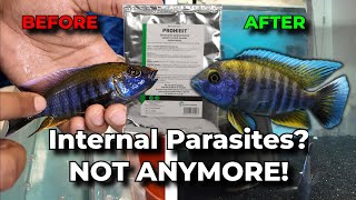 How To Treat INTERNAL Fish Parasites With Levamisole!