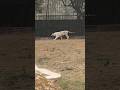 Wild Animals Real Life | Lion White Tiger and Deer.