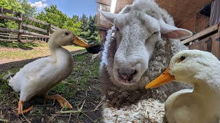 Sheep Have Taken On The Responsibility Of Caring For The Duck