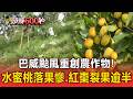 巴威重創農作物！秀巒村水蜜桃「落果慘」估損三成／苗栗紅棗「裂果逾半」損失上百萬【頭條600秒】