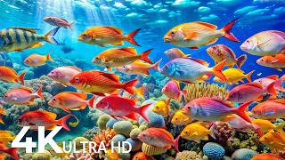 AQUARIUM 4K (ULTRA HD) - Beautiful Fish Swimming &amp; Colorful Sea Life Video 🐠 Deep Sleep Music #34