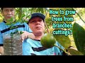 How to propagate trees from branches cuttings