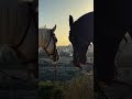 وعدت نحوك 