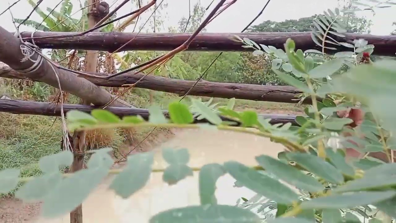 #พามาเก็บดอกแคจ้าพี่น้อง