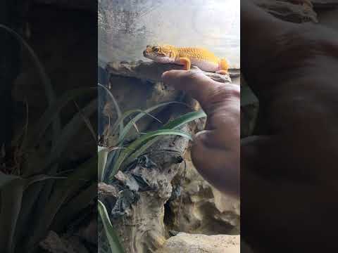 leopard gecko setup and food