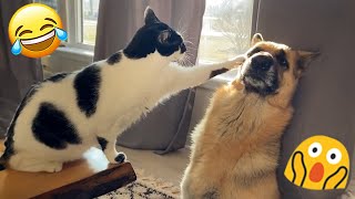 Try Not To Laugh 🤣 Best of Funny Cat Videos😹 #26