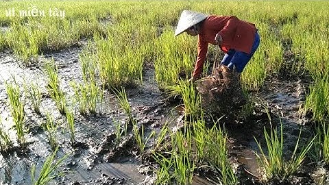 Đặt lợp ếch trên đồng nước sắc ếch gom/út miền tây