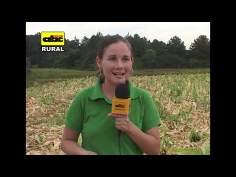 Video: ¿Qué condiciones necesita el trigo para crecer?